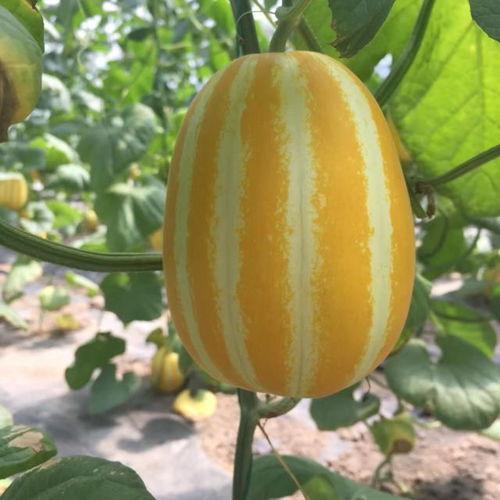 吃瓜上海网红,揭秘上海网红的吃瓜日常 第2张 吃瓜上海网红,揭秘上海网红的吃瓜日常 第2张