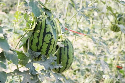 吃瓜视频的网红,揭秘吃瓜视频网红的爆红之路 第1张 吃瓜视频的网红,揭秘吃瓜视频网红的爆红之路 第1张